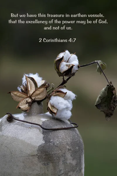 Alabama Mature Cotton Bolls Ancienne Jarre Poterie Moonshine Avec Une — Photo