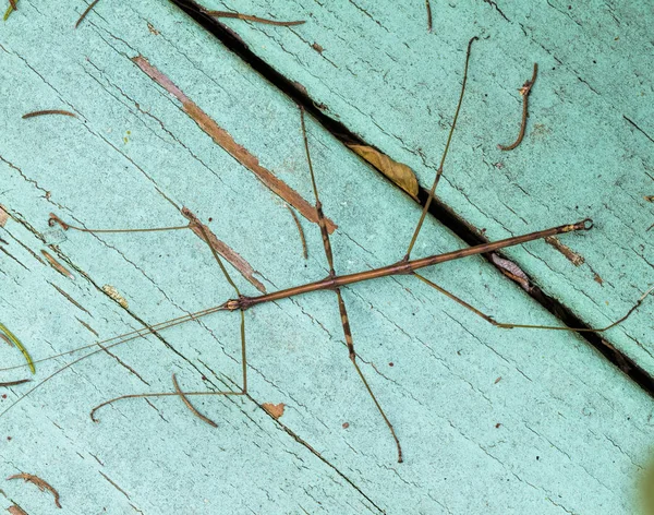 Incroyable Bug Bâton Marche Phasmatodea Ceci Est Dans Comté Morgan — Photo