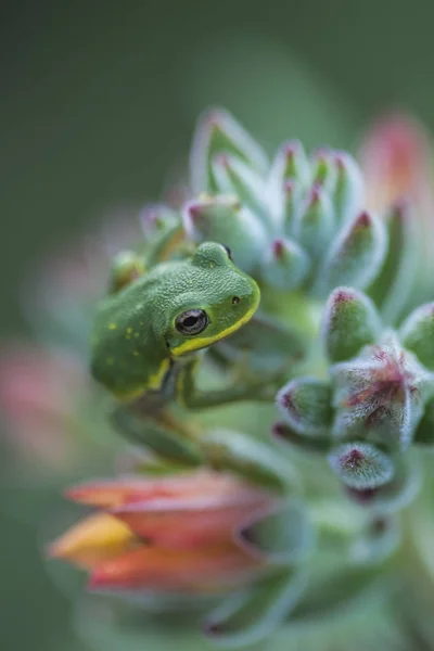 Green Tree Frog Fuzzy Green Succulent Plant Orange Blossoms — Stock Photo, Image