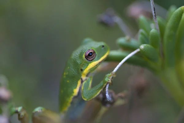 Beautiful Green Tree Frog Hyla Cinerea — Stock Photo, Image