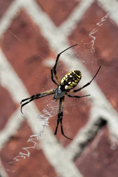 Black Yellow Argiope Spider Web — стоковое фото