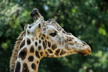 Güzel Yetişkin Zürafa Head Shot Closeup