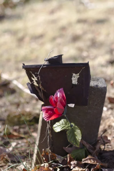 Antiguo Marcador Tumba Del Cementerio Con Flor Conmemorativa Rosa Roja —  Fotos de Stock