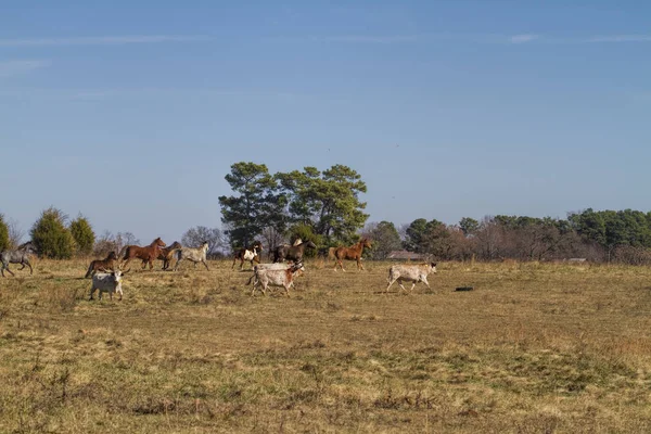 Bydło Pastwiskie Farmie Tennessee Długie Rogi Konie — Zdjęcie stockowe
