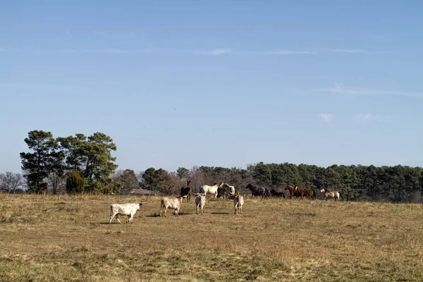 Bydło Pastwiskie Farmie Tennessee Długie Rogi Konie — Zdjęcie stockowe