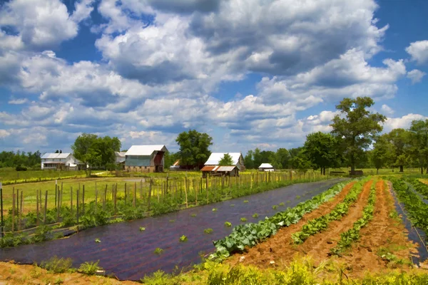 Amishská Farma Zahradní Plot Tennessee Usa Digitálně Malované — Stock fotografie