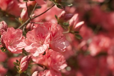 Şeftali Pembe Bahar Blooming Açelya Çiçekleri