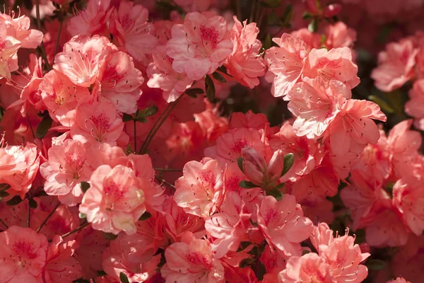 Peachy Pink Spring Blooming Azalea Blossoms