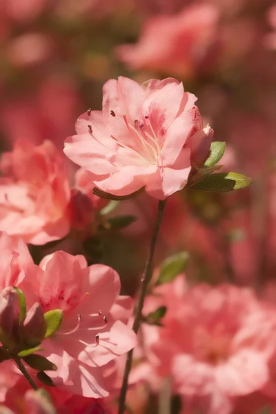 Peachy Pink Wiosna Kwitnące Azalea Kwiaty — Zdjęcie stockowe