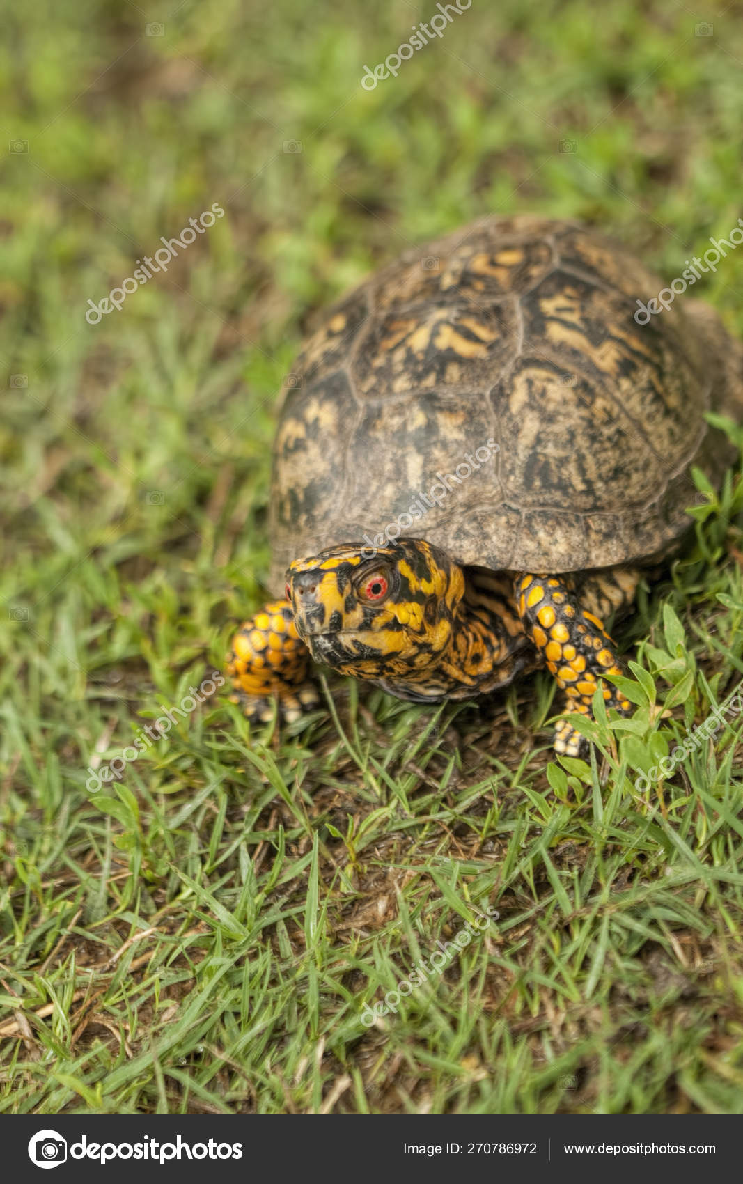 Box Turtle Identification Chart