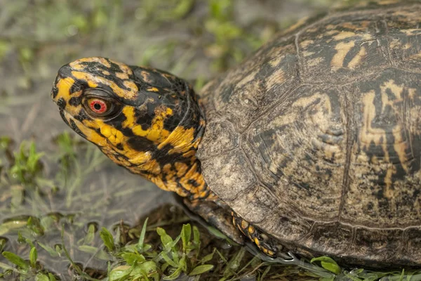 Red Eyed Maschio Box Turtle Terrapene Carolina — Foto Stock