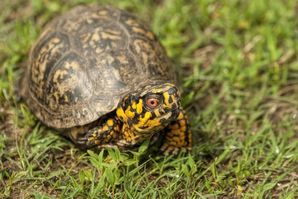 Rote Augen Männliche Kasten Schildkröte Schildkröte Carolina — Stockfoto