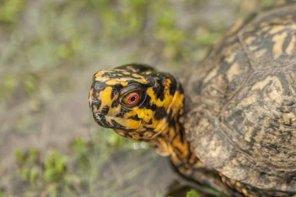 Red Eyed Maschio Box Turtle Terrapene Carolina — Foto Stock