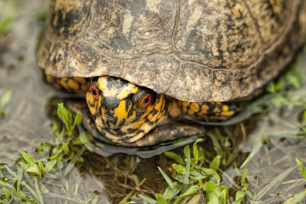 Rode Eyed Mannelijke Doosschildpad Terrapene Carolina — Stok fotoğraf