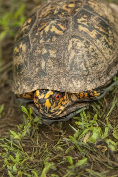 Red Eyed Maschio Box Turtle Terrapene Carolina — Foto Stock