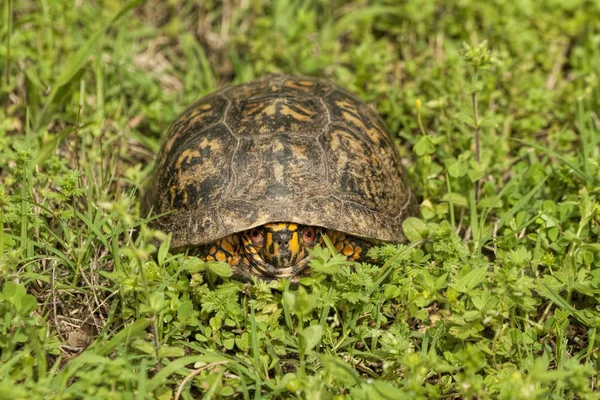 Rote Augen Männliche Kasten Schildkröte Schildkröte Carolina — Stockfoto