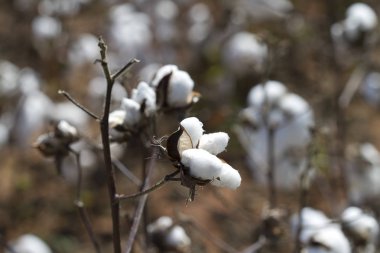 Kabarık Beyaz Olgun Pamuk Gossypium Bolls Hasat için hazır