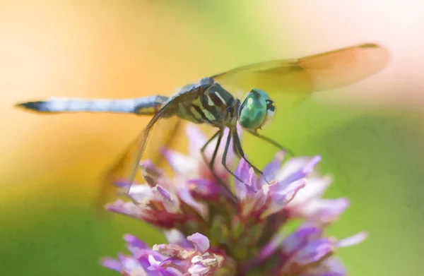 Blue Dasher Libellule Pachydiplax Longipennis Sur Rose Fleur Pourpre — Photo