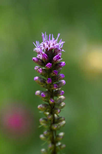 Dotted Blazing Star Gay Feather Liatris punctata Wildflower