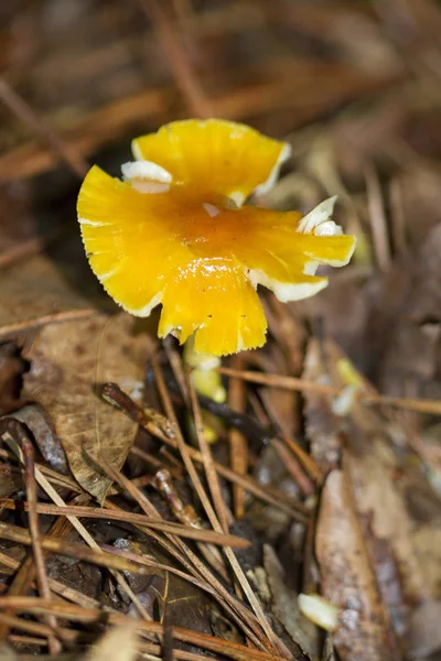 Žlutá Houba Neidentifikována Morgan County Alabama Usa — Stock fotografie