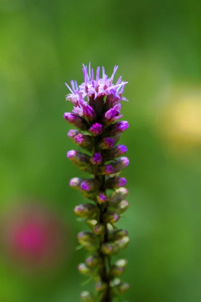 Pontozott Lángoló Csillag Meleg Toll Liatris Punctata Wildflower Stock Kép