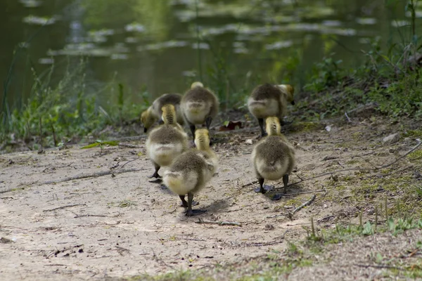 Fluffy Fuzzy Baby Canada Goose Goslings Headed Water — Stock Photo, Image