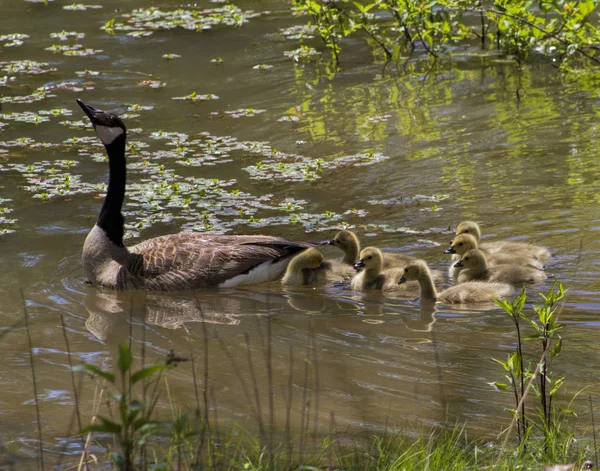 Anya Kanada Liba Gosling Babák Pond Úszás — Stock Fotó