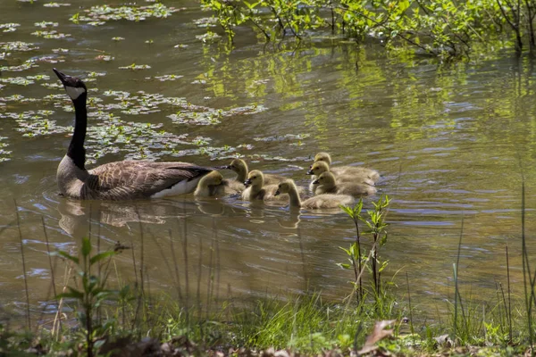 Μητέρα Καναδάς Χήνα Και Γκόλινγκ Μωρά Στη Λιμνούλα Κολύμπι — Φωτογραφία Αρχείου
