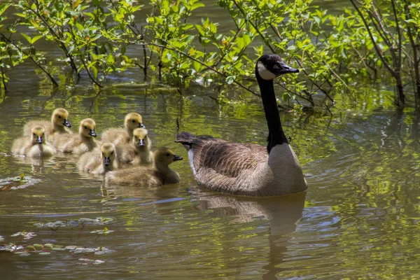 Anya Kanada Liba Gosling Babák Pond Úszás — Stock Fotó