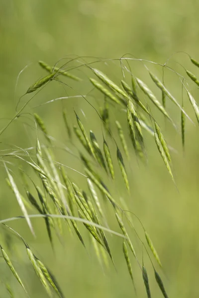 Präriegräser Sanften Grüntönen Für Hintergründe — Stockfoto