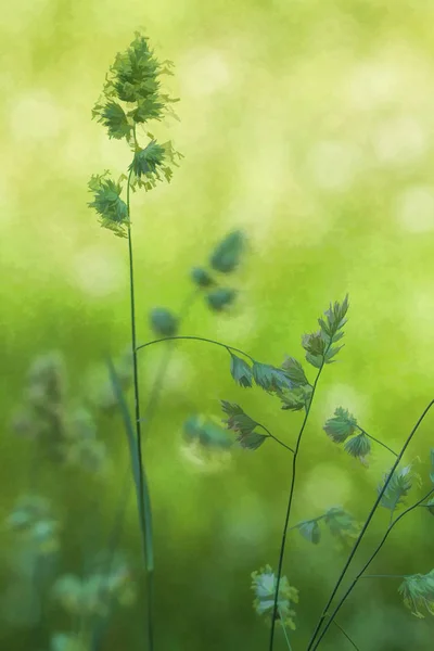 Generic Green Prairie Grass Flower Plumes Background — Stock Photo, Image