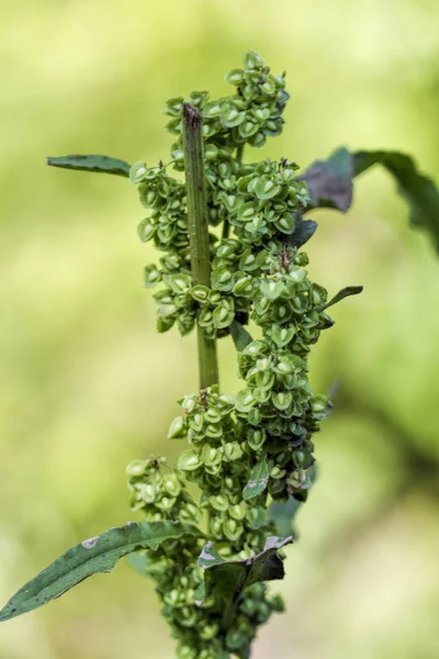 Красиві Зелені Бур Яни Дикі Квіти Broad Dock Rumex Тупий — стокове фото