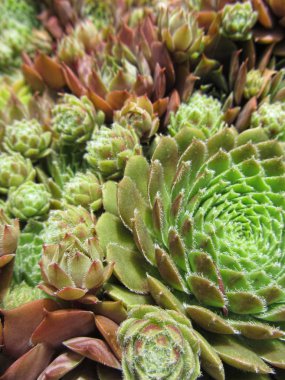 Hens ve Civciv Bitkiler - Sempervivum