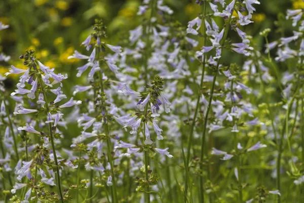 Lavanta Liyada Adaçayı Wildflowers - Salvia lyrata