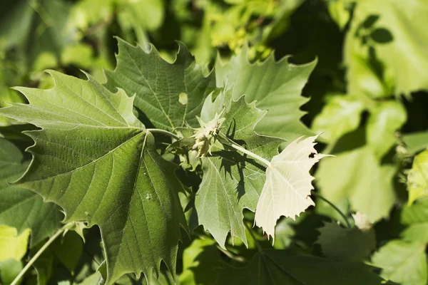 Sycamore Boom Bladeren Platanus Occidentalis — Stockfoto