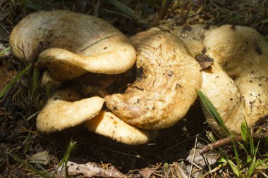 Kremsi Tan Lactarius Sütlü Mantar Morgan County Alabama Abd - ectomycorrhizal mantarlar