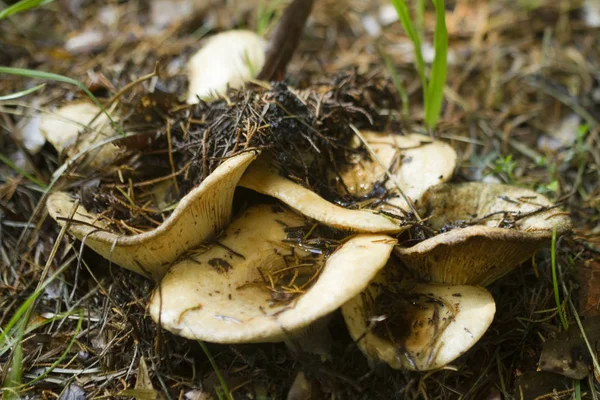 Creamy Tan Lactarius Milky Mushrooms in Morgan County Alabama USA - ectomycorrhizal fungi