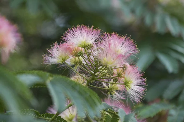 Pek Ağacı Mimoza Pembe Yaban Çiçekleri Albizia Gülibrişim — Stok fotoğraf