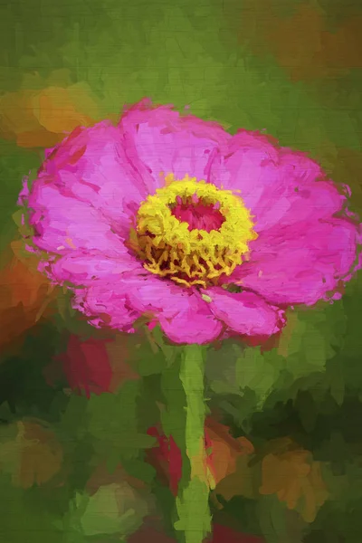 Zinnia Rosa Brillante Con Estambres Amarillos Pintados Digitalmente Fotos De Stock Sin Royalties Gratis