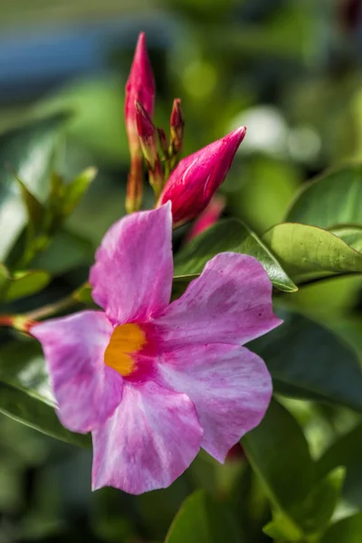 Mandeville Rose Dipladenia Sanderi Blossoms — Photo