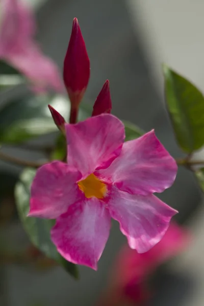 Mandeville Rose Dipladenia Sanderi Blossoms — Photo