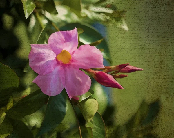 Mandeville Rose Dipladenia Sanderi Blossoms — Photo