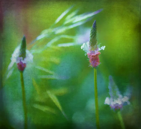 Piękny Plantain Wildflower Cyfrowo Malowane Sztuka Cyfrowa — Zdjęcie stockowe