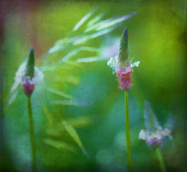 Beautiful Plantain wildflower Digitally Painted - Digital Art