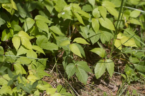 Östra Poison Ivy Toxicodendron Smaltång — Stockfoto