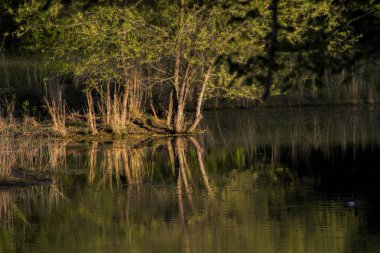 Göle Yansıyan Güzel Ağaçlar 