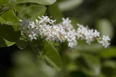 Beyaz Çin Privet Çiçekleri - Ligustrum sinense 