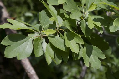 Sassafras albidum Leaves in Morgan County Alabama USA clipart