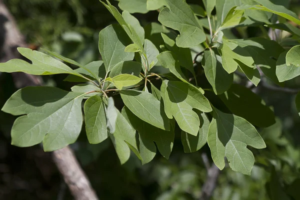 Sassafras Albidum Hojas Condado Morgan Alabama Fotos de stock