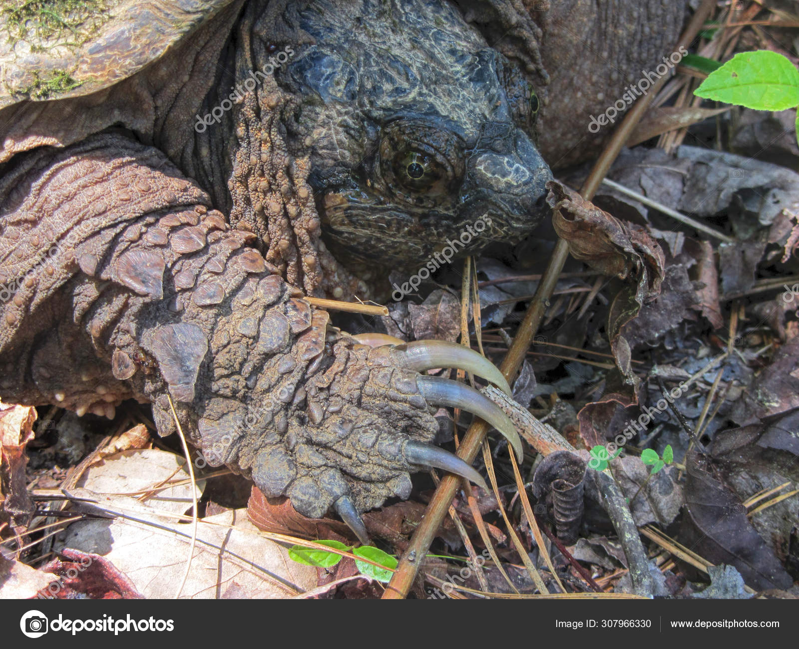 Alligator Schnappt Schildkrote Scharfe Krallen Macrochelys Temminckii Stockfoto C Kathyclark 307966330